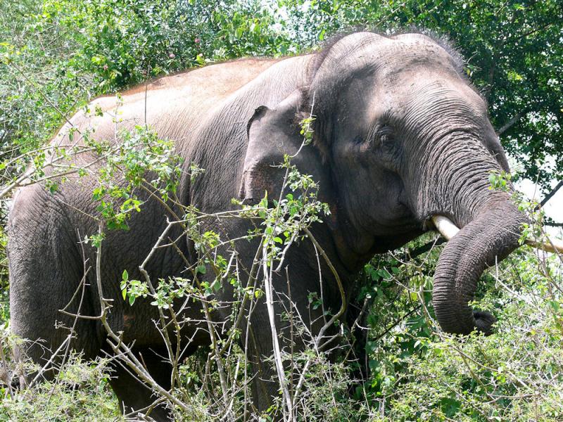 Elephants